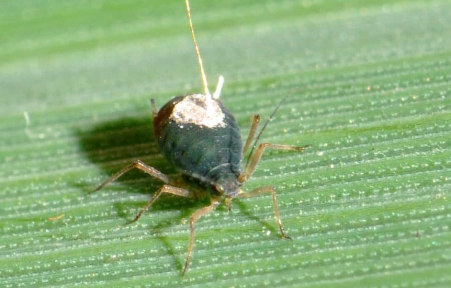 aphid EPG